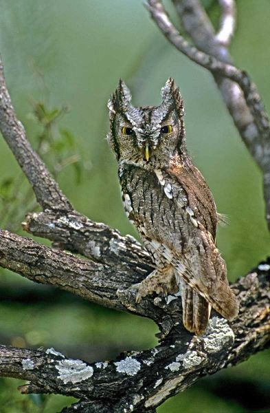 TX, McAllen Eastern screech owl perched